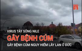 virus-tay-song-nile-gay-benh-cum-nguy-hiem-lay-lan-o-duc
