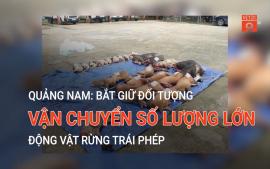 quang-nam-bat-giu-doi-tuong-van-chuyen-so-luong-lon-dong-vat-rung-trai-phep