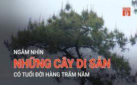 ngam-nhin-nhung-cay-di-san-co-tuoi-doi-hang-tram-nam