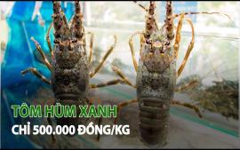 tom-hum-xanh-chi-500000-dongkg
